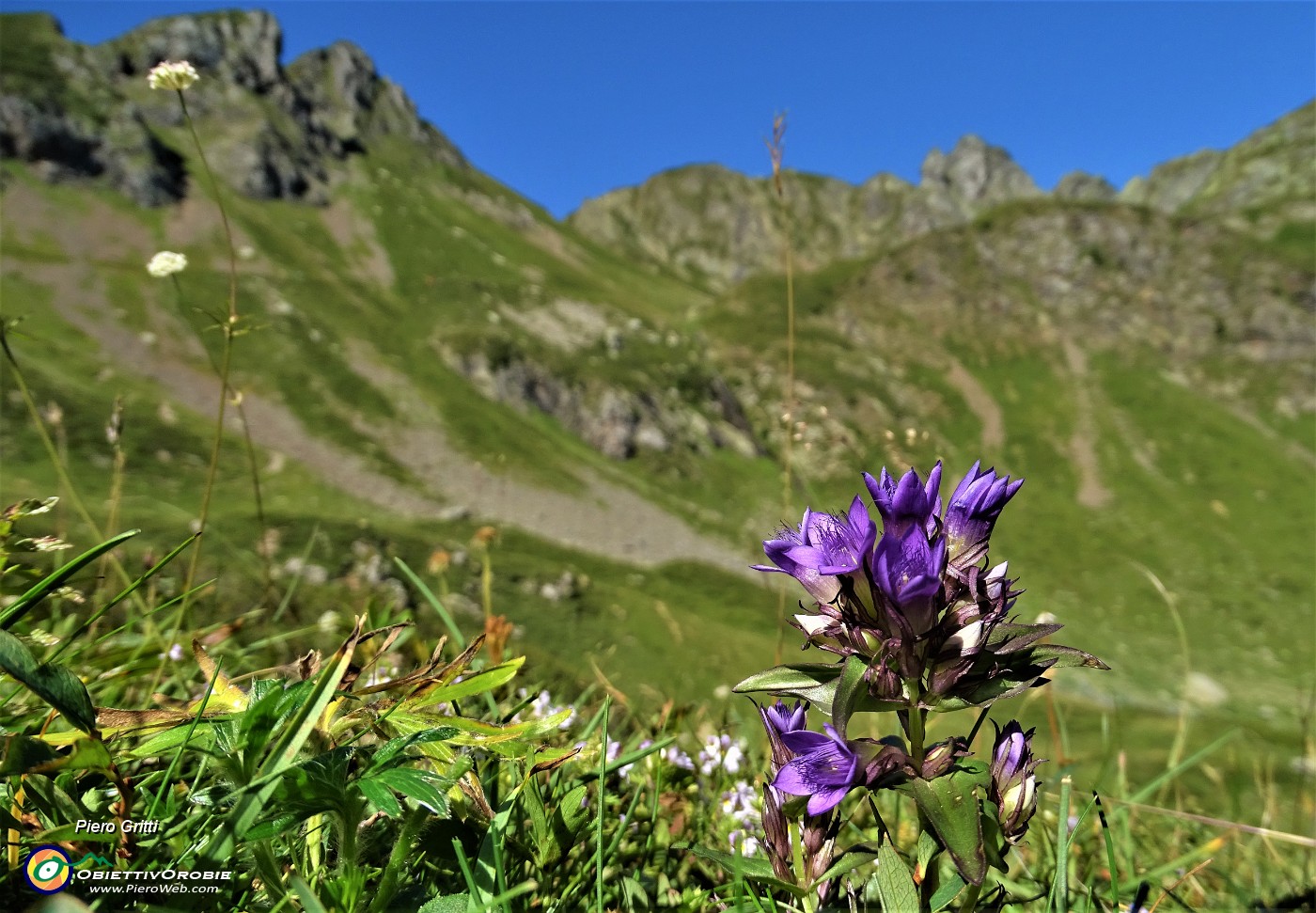 34 Genzianella germanica (Gentianella germanica) in fiore. Sullo sfondo il Valletto.JPG